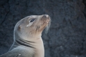 075 SeaLions32